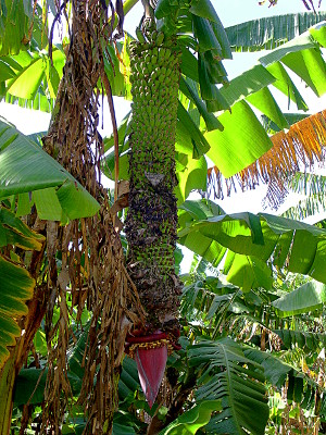 [A very long section with a red flower at the bottom hangs from a tree with dozens of small bananas growing from the section.]